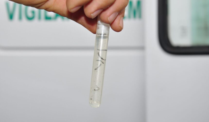 dengue goiânia
