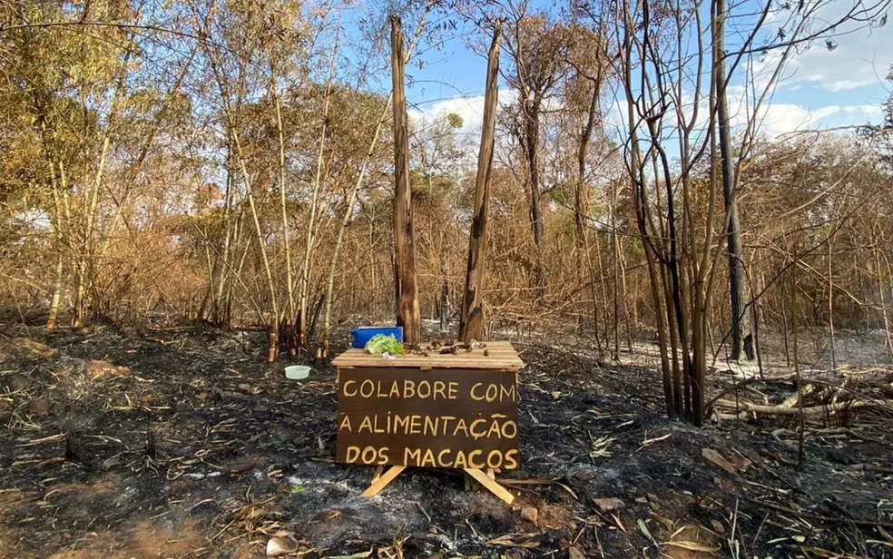 incendio macacos