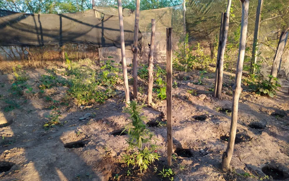 plantação maconha